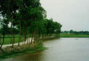 Example of roadside plantation