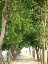 Flourishing roadside trees