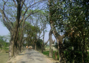 Trees preventing erosion of road