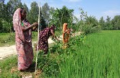 Bangladesh Roadside Tree Plantation