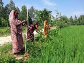 Bangladesh Roadside Tree Plantation