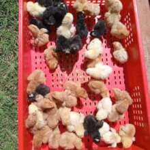 Youth chicken rearing project.