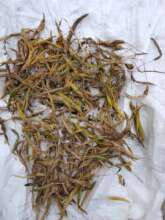 Indigenous Vegetables