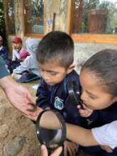 Studying real caterpillars