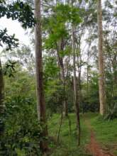 The forest at our dream school