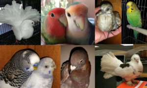 Some of our recently adopted birds.