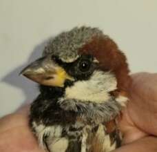 Adult Male English House Sparrow