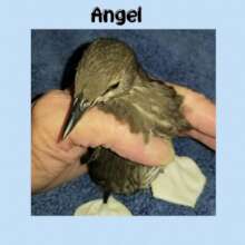 Angel