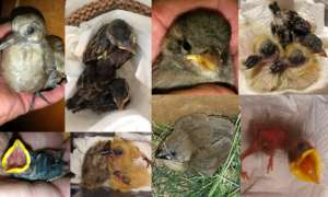 A sampling of the baby birds we cared for in 2017.