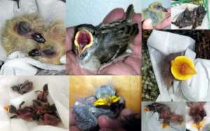Baby Birds (Pigeons, Sparrows, and Starlings)