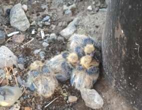 Baby Pigeons Evicted From Their Nest