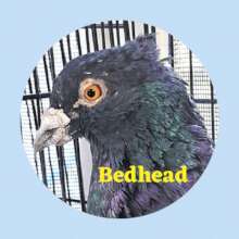 Bedhead