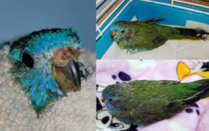Bella (Female Scarlet Chested Parakeet)