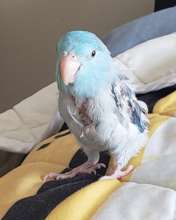 A Happy And Healing Beni After Surgery