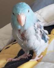 Beni After Surgery
