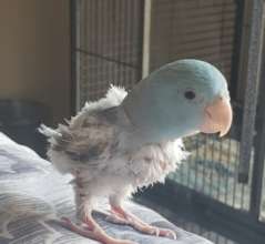 Beni Before Surgery