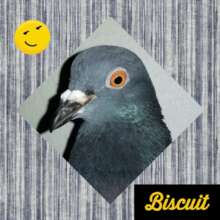Biscuit