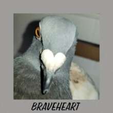 Braveheart