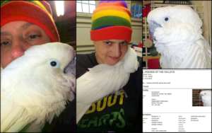 Buttercup, Umbrella Cockatoo