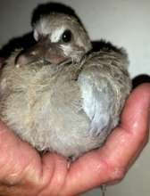 Cat Attack Survivor. Eurasian Collared Dove