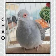 Chao
