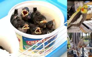 Bird Participants