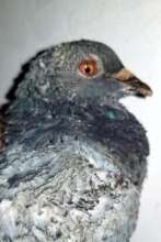 Feral pigeon, Crispin.