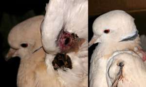 Dennis (ringneck dove). Pellet gun victim.