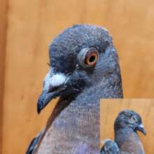 East Valley Animal Shelter