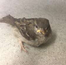 Fledgling English House Sparrow