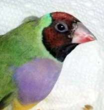Lady Gouldian Finch, Fruitloop.