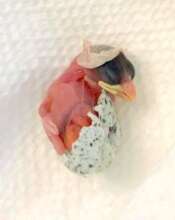 Hatchling English House Sparrow