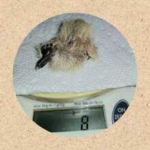 Hatchling Eurasian Collared Dove