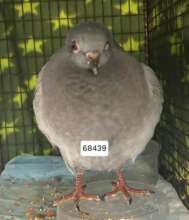 Inland Valley Humane Society Pigeon