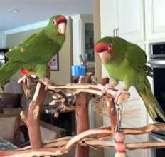 Mitred Conures, Isabel and Baby Boy.