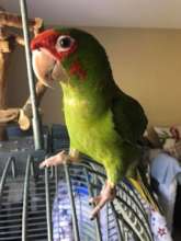 Isabel - Mitred Conure
