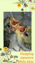 Fledgling Japanese White Eyes