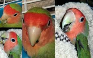 Lovey (Lovebird)