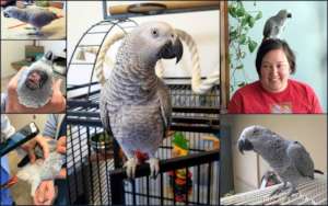 Luna, African Grey parrot, and her new Mom
