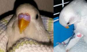 Luna (parakeet). Femur broken in 2 places.