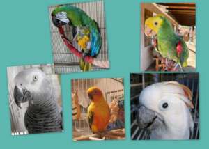 Medium and Large Parrots