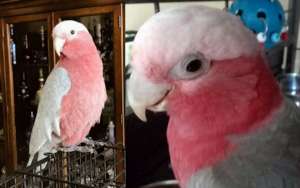 Milo (Rose Breasted Cockatoo aka Galah)
