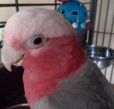 Milo, our $4,000 cockatoo