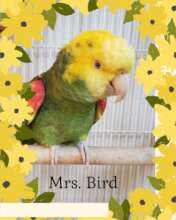 Mrs.Bird