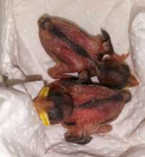 Nestling English House Sparrows