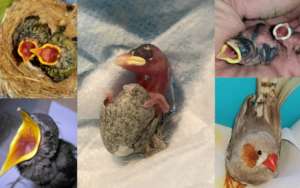 Japanese White Eyes, Starling, Sparrows, Finch