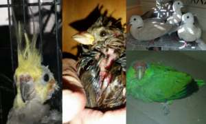 Other birds recently needing our assistance.
