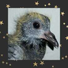 Nestling Rock Dove