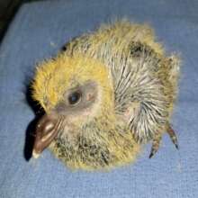 Nestling Pigeon (Rock Dove)
