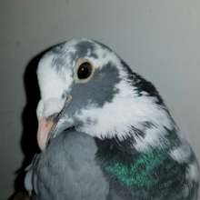 Sky King